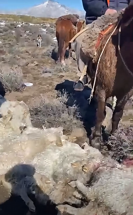 Carcasas de chivos en la zona de daño, Zapala. 17 de agosto de 2026.